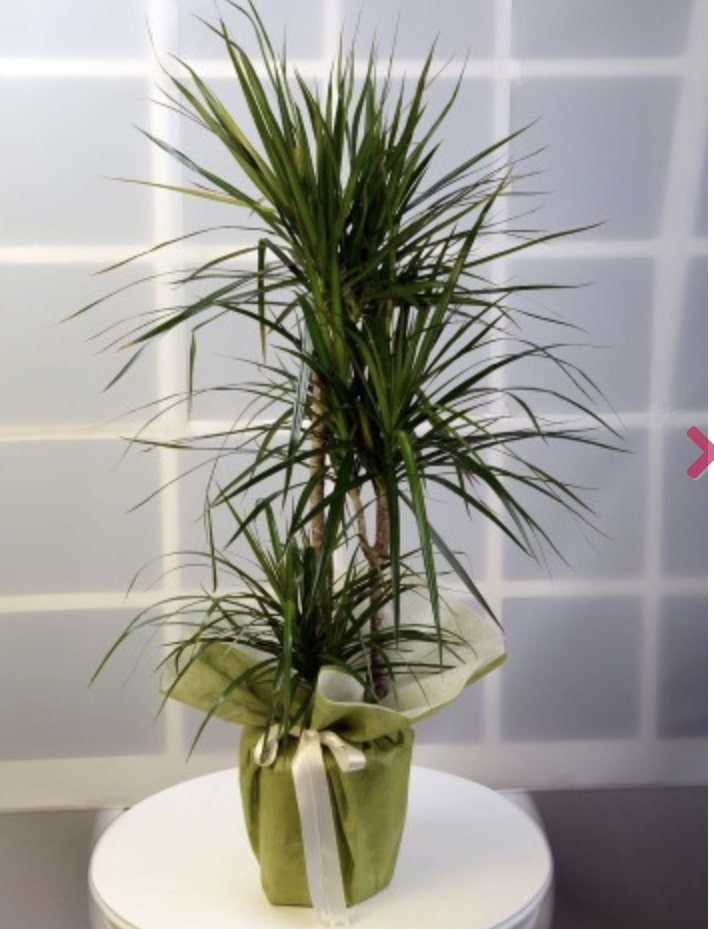 dracena-salon-bitkisi