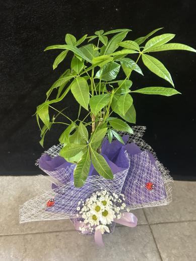 pachira-bereket-agaci