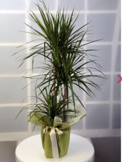 dracena-salon-bitkisi