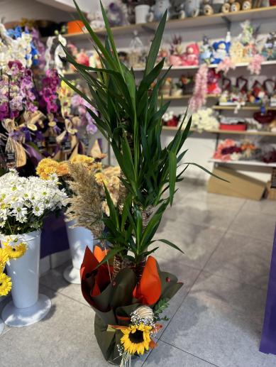 buyuk-boy-yuka-bitkisi