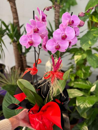 sevgiliye-butik-orkide