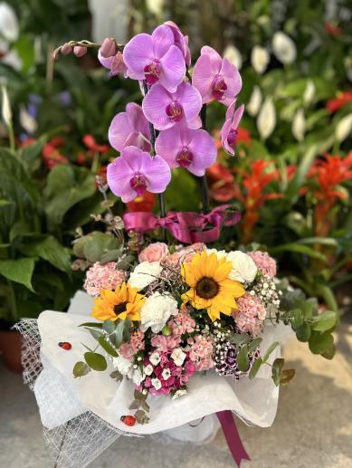 gorkemli-orkide-arajman